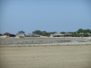 Dry rice padi fields of Timor Leste