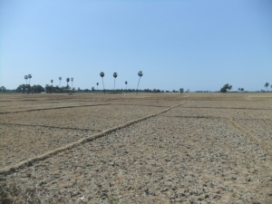 Padi fields at the end of the dry season