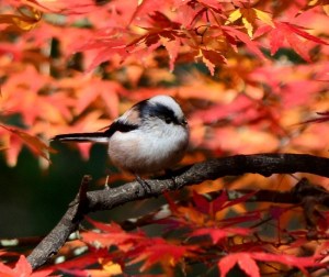 Long-tailed tit Aegithalos caudatus trivirgatus エナガ Enaga