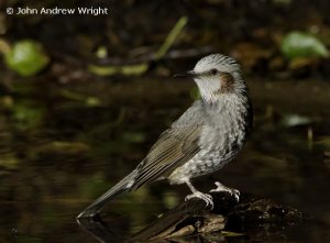 Brown-eared bulbul Ixos amaurotis amaurotis ヒヨドリ Hiyodori
