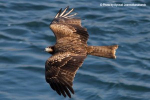 Black kite Milvus migrans トビ Tobi