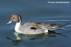 Northern pintail Anas acuta オナガガモ Onaga gamo 
