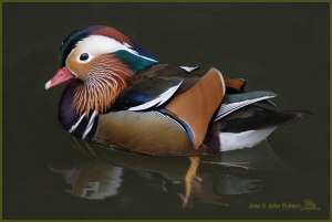 Mandarin Duck Aix galericulata オシドリ Oshidori