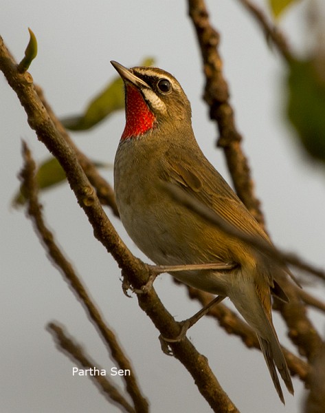 Oriental Bird Club Image Database